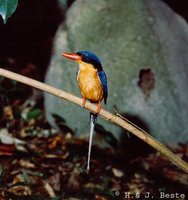 Buff-breasted Paradise-Kingfisher - Tanysiptera sylvia