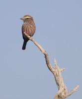 Rufous-crowned Roller - Coracias naevia