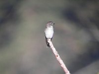 Gray-spotted Flycatcher - Muscicapa griseisticta