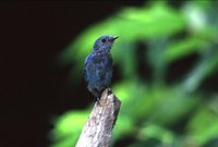 Verditer Flycatcher - Eumyias thalassina