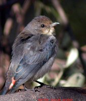 Mistletoebird - Dicaeum hirundinaceum
