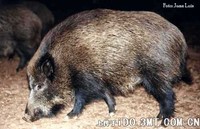 西班牙野猪 Sus scrofa baeticus -