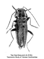Cantharis tenuelimbata - 대륙병대벌레