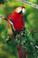 Scarlet Macaw (Ara macao) photo