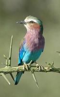Lilac-breasted Roller p.236