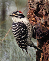 : Picoides nuttallii; Nuttall's Woodpecker