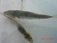 : Eucyclogobius newberryi; Tidewater Goby;