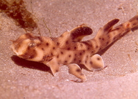: Heterodontus francisci; Horn Shark
