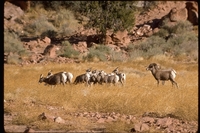 : Ovis canadenis; Bighorn Sheep