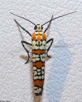 : Atteva punctella; Ailanthus Webworm Moth