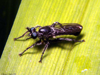 : Laphria canis; Robber Fly