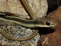 : Salvadora hexalepis virgultea; Coast Patch-nosed Snake