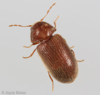 : Stegobium paniceum; Drugstore Beetle