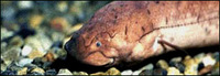 African lungfish, Protopterus annectens