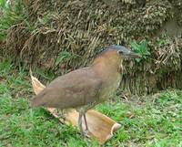 Malayan Night Heron [Gorsachius melanolophus]