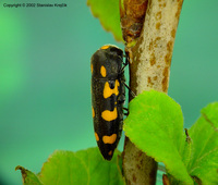 Ptosima undecimmaculata