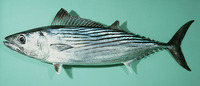 Sarda australis, Australian bonito: fisheries, gamefish, bait