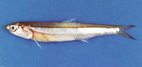 Encrasicholina devisi, Devis' anchovy: fisheries, bait