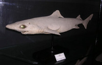 Centrophorus granulosus, Gulper shark: fisheries