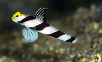 Stonogobiops xanthorhinica, Yellownose prawn-goby: aquarium