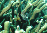 Sphaeramia nematoptera, Pajama cardinalfish: aquarium