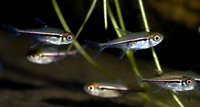 Hyphessobrycon heterorhabdus, Flag tetra: aquarium