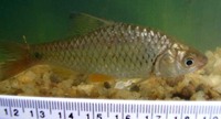 Puntius chola, Swamp barb: fisheries, aquarium
