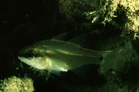 Apogon thermalis, Half-barred cardinal: fisheries, aquarium