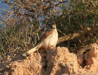 Falco cenchroides - Australian Kestrel