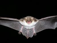 Myotis nattereri - Natterer's Bat