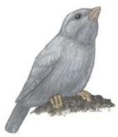 Image of: Phrygilus unicolor (plumbeous sierra-finch)
