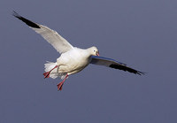 Ross's Goose (Chen rossii) photo