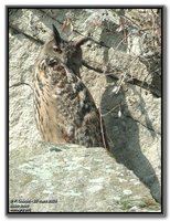 Eurasian Eagle-Owl - Bubo bubo