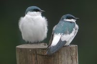 White-winged Swallow - Tachycineta albiventer