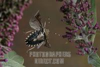 Shield Bug ( Rhaphigaster nebulosa ) stock photo