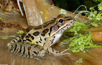 : Rana palustris; Pickerel Frog