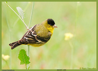 : Carduelis psaltria; Lesser Goldfinch