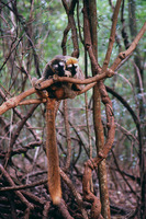 : Eulemur fulvus; Brown Lemur