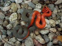 : Diadophis punctatus vandenburgii; Monterey Ringneck Snake
