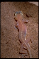 : Palmatogecko rangei; Nambian Web Footed Gecko