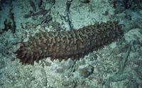 : Thelenota anamas; Prickly Red Fish Sea Cucumber