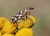 Cyphocleonus dealbatus