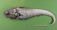 Coryphaenoides rupestris, Roundnose grenadier: fisheries