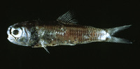 Diaphus rafinesquii, White-spoted lantern fish: