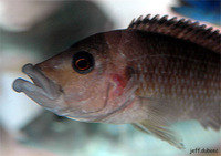 Melanochromis labrosus, : aquarium