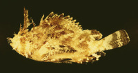 Scorpaena grandicornis, Plumed scorpionfish: