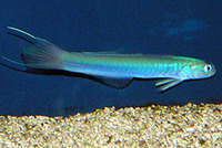 Ptereleotris hanae, Blue hana goby: aquarium
