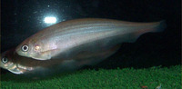 Xenomystus nigri, African knifefish: aquarium