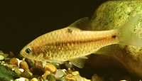 Puntius binotatus, Spotted barb: fisheries, aquarium