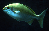 Kyphosus bigibbus, Grey sea chub: fisheries, gamefish, aquarium